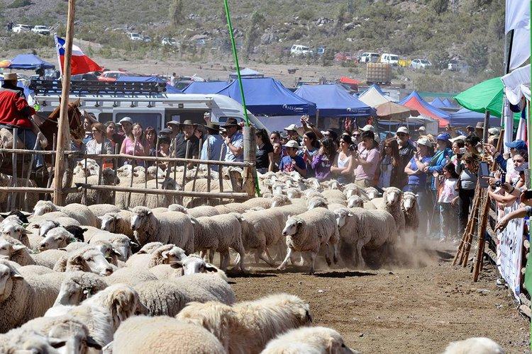 Fotografía 8 de Fiesta de la Esquila en Cajon del Maipo, Metropolitana